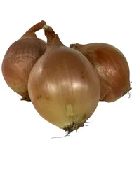 בצל יבש